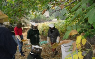 PUTTING FOOD BY AND AN INTRODUCTION TO BEEKEEPING